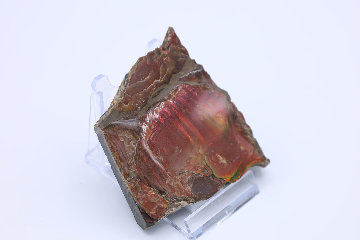 Opalisierter Ammonit