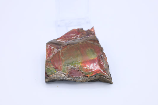 Opalisierter Ammonit