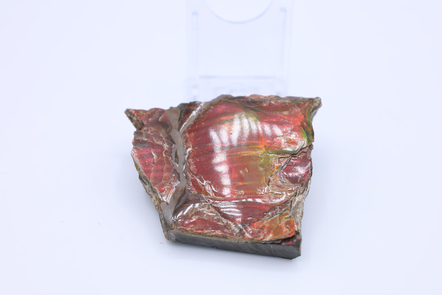 Opalisierter Ammonit