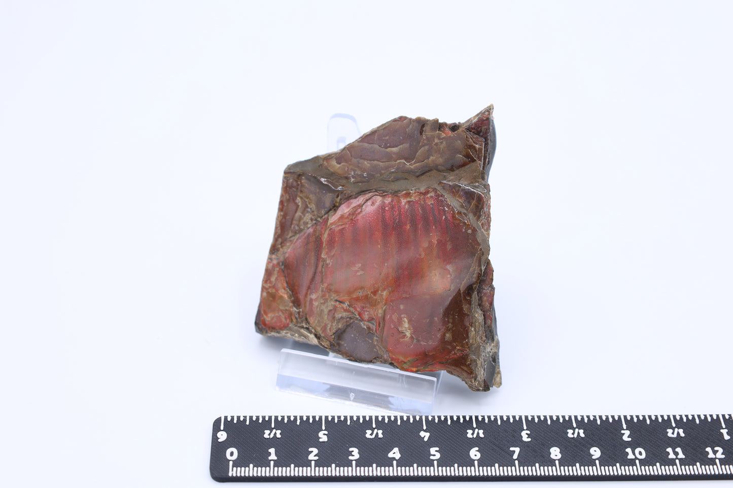 Opalisierter Ammonit